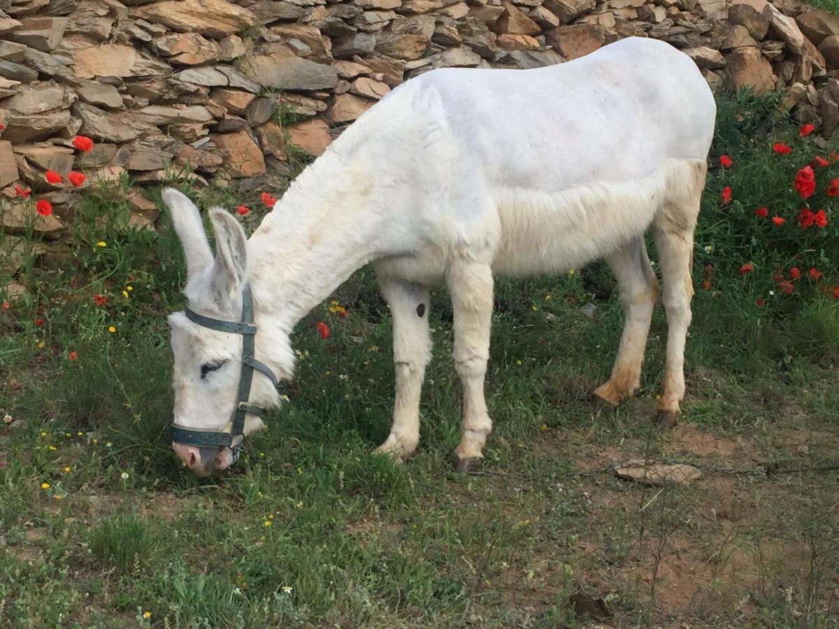 Pensjonat Reul Alto Cortijos Rurales Laroya Zewnętrze zdjęcie